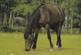 Horse - Cheval - Paard - Pferd - Cavallo - Cavalo - Caballo - Häst - Karto - Finland - Chevaux