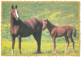 Horse - Cheval - Paard - Pferd - Cavallo - Cavalo - Caballo - Häst - Pelargonia Press - Finland - Paarden