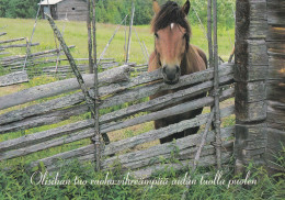 Horse - Cheval - Paard - Pferd - Cavallo - Cavalo - Caballo - Häst - Nova - Finland - Paarden