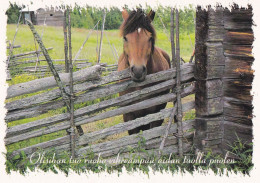 Horse - Cheval - Paard - Pferd - Cavallo - Cavalo - Caballo - Häst - Nova - Finland - Chevaux