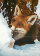 Animaux - Renards - Hiver - Neige - Fox - CPM - Voir Scans Recto-Verso - Otros & Sin Clasificación