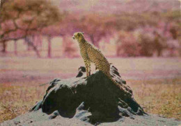 Animaux - Fauves - Guépard - Cheetah - CPM - Carte Neuve - Voir Scans Recto-Verso - Otros & Sin Clasificación