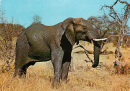 Animaux - Eléphants - Savane Africaine - CPM - Voir Scans Recto-Verso - Elefanti