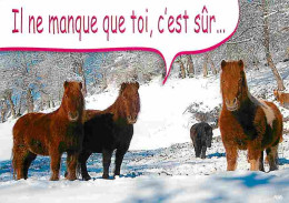 Animaux - Chevaux - Montagnes - Neige - Voir Scans Recto Verso  - Pferde