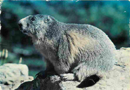 Animaux - Marmottes - CPM - Voir Scans Recto-Verso - Autres & Non Classés