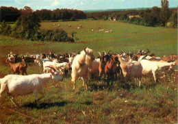 Animaux - Chèvres - Périgord - Elevage De Chèvres - CPM - Voir Scans Recto-Verso - Otros & Sin Clasificación