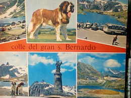 COLLE DEKL GRAN S SAN BERNARDO E CANE DOG VB1983  JV6489 - Autres & Non Classés