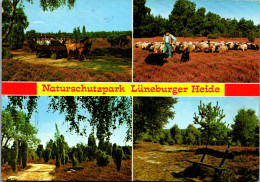 51561 - Deutschland - Lüneburger Heide , Naturschutzpark , Mehrbildkarte - Gelaufen 1983 - Lüneburger Heide