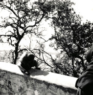 Barbary Macaque Scratches Its Crotch Gibraltar Mediterranean 1950-60s Small Vintage Photo 9 X 9 Cm - Europa