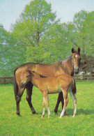 Horse - Cheval - Paard - Pferd - Cavallo - Cavalo - Caballo - Häst - Papron - Finland - Chevaux