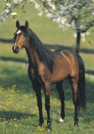 Horse - Cheval - Paard - Pferd - Cavallo - Cavalo - Caballo - Häst - Papron - Finland - Chevaux