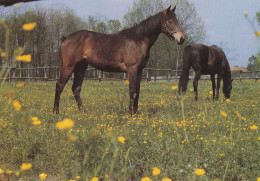 Horse - Cheval - Paard - Pferd - Cavallo - Cavalo - Caballo - Häst - Papron - Caballos