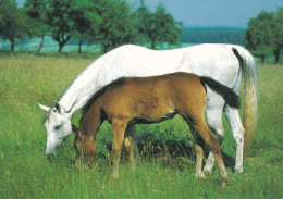Horse - Cheval - Paard - Pferd - Cavallo - Cavalo - Caballo - Häst - Papron - Paarden