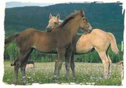 Horse - Cheval - Paard - Pferd - Cavallo - Cavalo - Caballo - Häst - Papron - Paarden