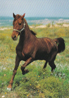 Horse - Cheval - Paard - Pferd - Cavallo - Cavalo - Caballo - Häst - Papron - Chevaux