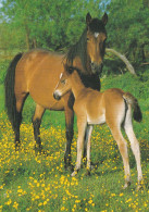 Horse - Cheval - Paard - Pferd - Cavallo - Cavalo - Caballo - Häst - Papron - Horses