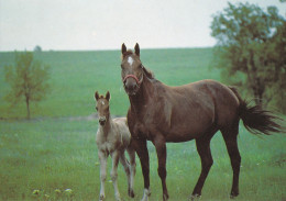 Horse - Cheval - Paard - Pferd - Cavallo - Cavalo - Caballo - Häst - Papron - Chevaux