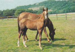 Horse - Cheval - Paard - Pferd - Cavallo - Cavalo - Caballo - Häst - PR Kortti - Finland - Paarden