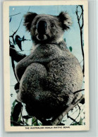 12095308 - Australische Tiere Koala Baer 1961 AK - Other & Unclassified