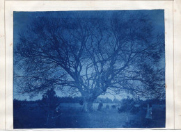 Snapshot Cyanotype Rare Superbe Arbre Enfant Paysage XIX 1900 - Personnes Anonymes