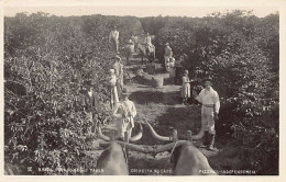 Brasil - Est. De Sao Paulo - Colheita Do Café - Fazenda Independencia - POSTAL FOTO - Ed. Desconhecido18 - Andere & Zonder Classificatie