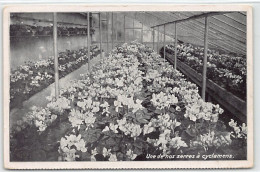 VEVEY (VD) Cros Frères, Horticulteurs - Une De Nos Serres à Cyclamens - Ed. Inconnu  - Vevey