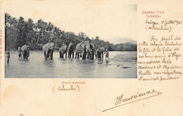 Sri Lanka - Ceylon Elephants - Publ. A.W.A. Plâté & Co.  - Sri Lanka (Ceylon)