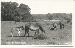 PC34692 New Forest Ponies. Judges Ltd. No 20626. RP - Monde