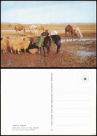 Postcard .Israel JUDEAN DESERT NEAR THE WELL IN THE DESERT 1980 - Israel