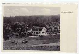 39017108 - Muenchenbernsdorf I. Thuer. Mit Waldschloesschen Gelaufen Von 1940. Gute Erhaltung. - Gera