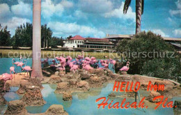72781282 Hialeah Flamingos - Autres & Non Classés