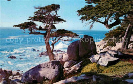 72767449 Pebble_Beach Pescadero Point Cypress - Altri & Non Classificati