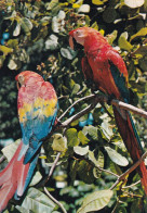 Brésil Région De L'Amazonie Aras Rouges - Birds