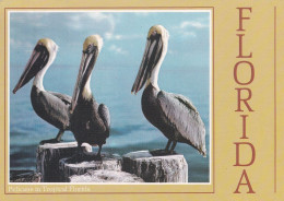 Pélicans De Floride - Vogels