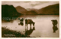 72763571 Keswick Kuehe Am Wasser Keswick - Andere & Zonder Classificatie