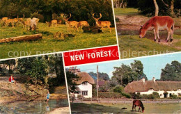 72763409 New Forest Damwild Pony Partie Am Fluss  - Sonstige & Ohne Zuordnung