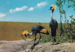 Grue Royale Dans La Réserve Nationale Du Masai Mara - Altri & Non Classificati