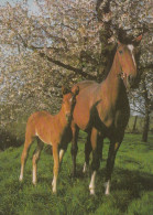 Chevaux - Paarden