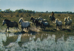 La Camargue Manade De Chevaux - Paarden