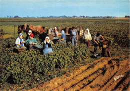 17-ILE D OLERON-LES VENDANGES-N°T551-D/0313 - Ile D'Oléron