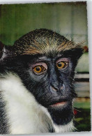 51017908 - Diana-Meerkatze, Zoo Frankfurt - Apen