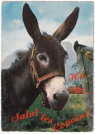 Un Ane - Donkeys