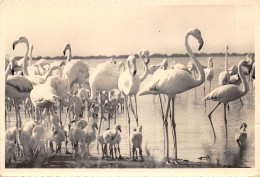 30-PANORAMA DE CAMARGUE-FLAMANTS ROSE-N°T554-B/0109 - Autres & Non Classés