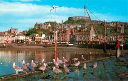 72735193 Oban Harbour Hafen Moewen Oban - Altri & Non Classificati