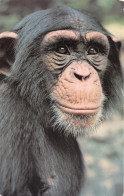 R286109 London Zoo. Regent Park. Whipsnade Park. Chimpanzee. The Zoological Soci - Autres & Non Classés