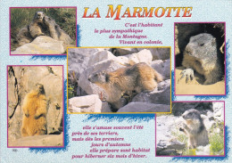 La Marmotte - Altri & Non Classificati