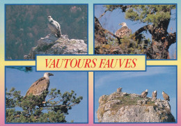 Vautours Fauves - Birds