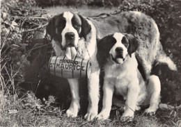 73-BOURG SAINT MAURICE-CHIEN SAINT BERNARD-N°T560-D/0151 - Bourg Saint Maurice