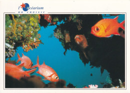 Océarium Du Croisic Poisson Ecureuil (Iles Maldives) - Poissons Et Crustacés