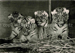 72707395 Tiger Vierlinge Koenigstiger Zoo Basel  - Autres & Non Classés